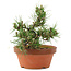 Pinus thunbergii, 16 cm, ± 12 ans