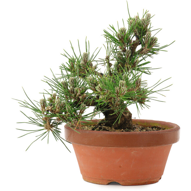 Pinus thunbergii, 16 cm, ± 12 jaar oud