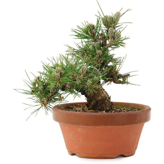 Pinus thunbergii, 16 cm, ± 12 jaar oud