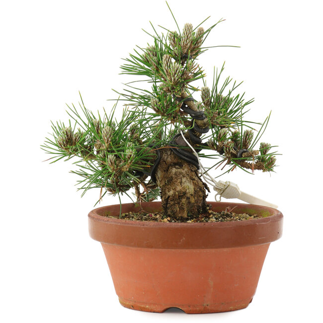 Pinus thunbergii, 16 cm, ± 12 ans