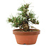 Pinus thunbergii, 16 cm, ± 12 jaar oud