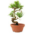 Pinus thunbergii, 19 cm, ± 8 años