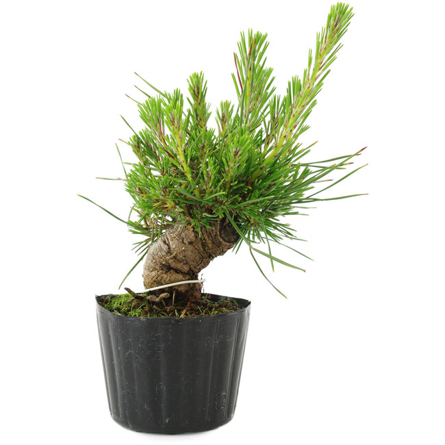 Pinus thunbergii, 16 cm, ± 10 years old