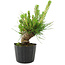 Pinus thunbergii, 16 cm, ± 10 jaar oud