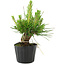 Pinus thunbergii, 16 cm, ± 10 jaar oud