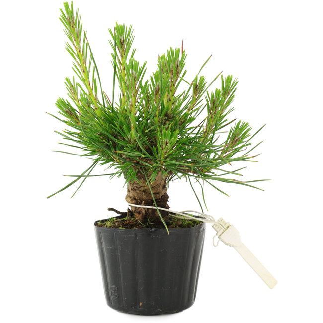 Pinus thunbergii, 16 cm, ± 10 jaar oud