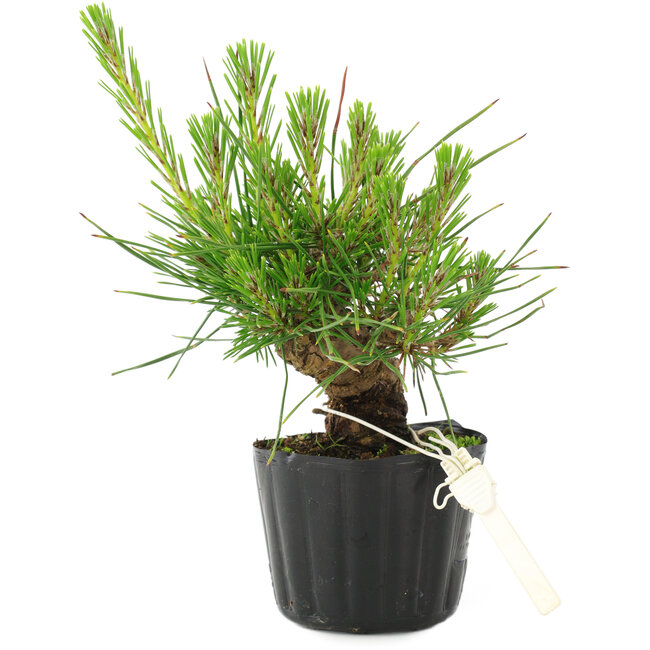 Pinus thunbergii, 16 cm, ± 10 jaar oud