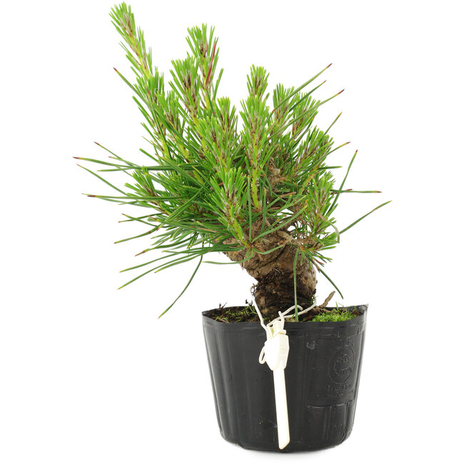 Pinus thunbergii, 16 cm, ± 10 jaar oud