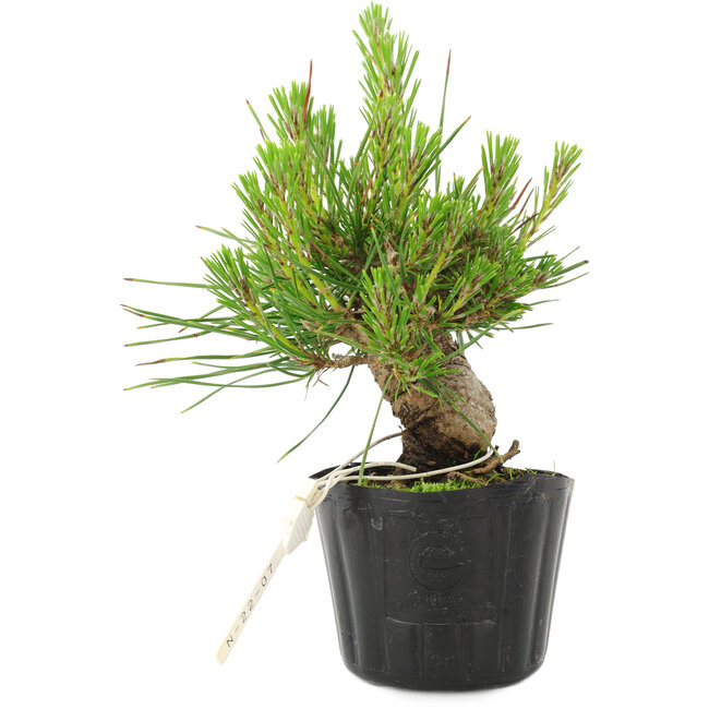 Pinus thunbergii, 16 cm, ± 10 jaar oud