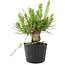 Pinus thunbergii, 16 cm, ± 10 jaar oud