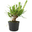 Pinus thunbergii, 16 cm, ± 10 jaar oud