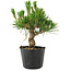 Pinus thunbergii, 14,5 cm, ± 10 ans