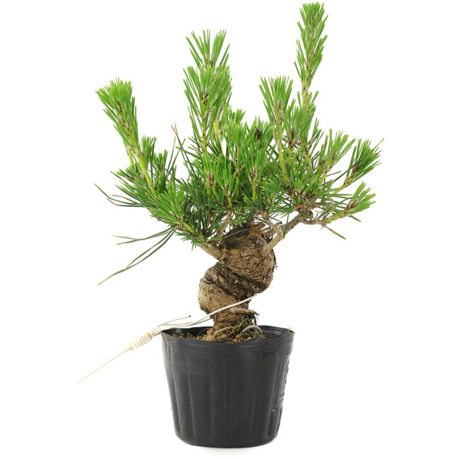 Pinus thunbergii, 17 cm, ± 10 jaar oud