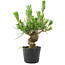 Pinus thunbergii, 17 cm, ± 10 jaar oud