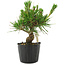 Pinus thunbergii, 14,5 cm, ± 10 ans