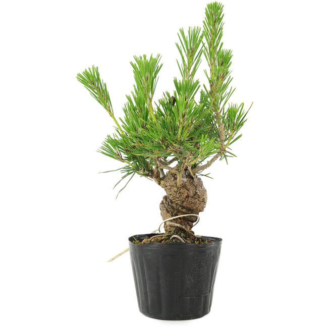 Pinus thunbergii, 17 cm, ± 10 Jahre alt