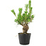 Pinus thunbergii, 17 cm, ± 10 jaar oud