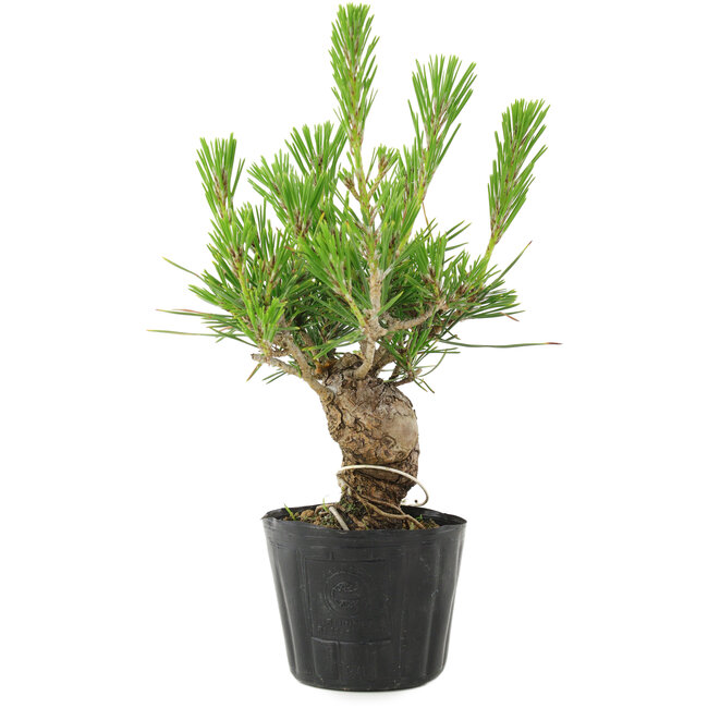 Pinus thunbergii, 17 cm, ± 10 jaar oud