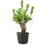 Pinus thunbergii, 17 cm, ± 10 jaar oud