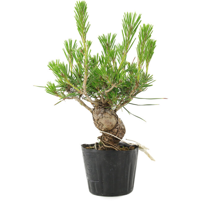 Pinus thunbergii, 17 cm, ± 10 años