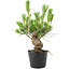 Pinus thunbergii, 17 cm, ± 10 jaar oud