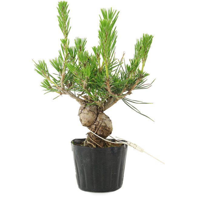 Pinus thunbergii, 17 cm, ± 10 jaar oud