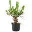 Pinus thunbergii, 17 cm, ± 10 jaar oud