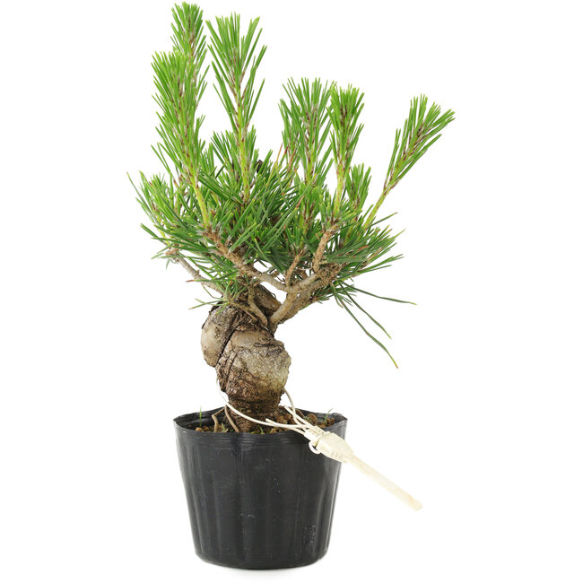 Pinus thunbergii, 17 cm, ± 10 Jahre alt