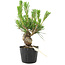 Pinus thunbergii, 17 cm, ± 10 jaar oud