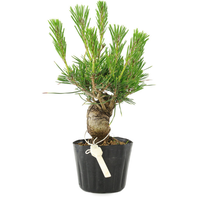 Pinus thunbergii, 17 cm, ± 10 Jahre alt