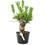 Pinus thunbergii, 17 cm, ± 10 jaar oud