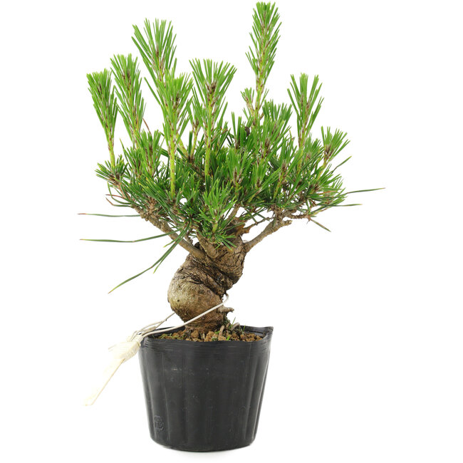 Pinus thunbergii, 17 cm, ± 10 Jahre alt