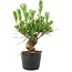 Pinus thunbergii, 17 cm, ± 10 jaar oud