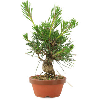Pinus thunbergii, 16 cm, ± 10 years old