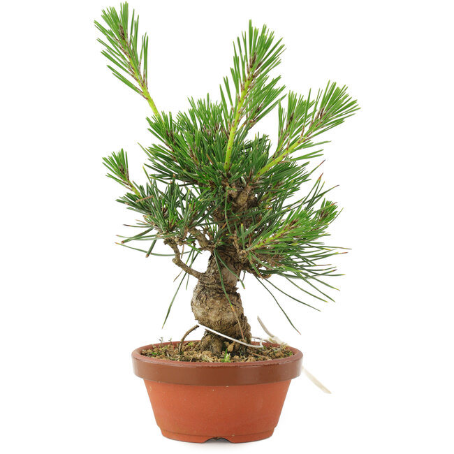 Pinus thunbergii, 16 cm, ± 10 jaar oud