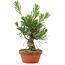 Pinus thunbergii, 16 cm, ± 10 jaar oud
