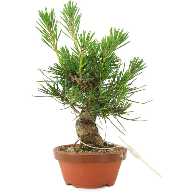 Pinus thunbergii, 16 cm, ± 10 Jahre alt