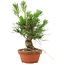 Pinus thunbergii, 16 cm, ± 10 years old