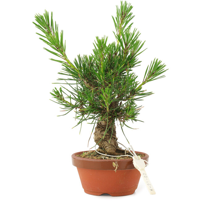 Pinus thunbergii, 16 cm, ± 10 jaar oud