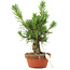 Pinus thunbergii, 16 cm, ± 10 jaar oud