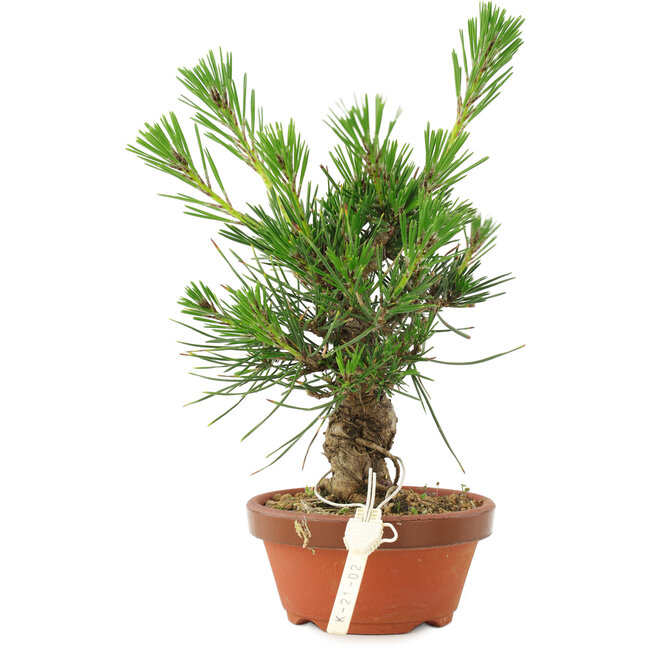 Pinus thunbergii, 16 cm, ± 10 anni