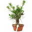 Pinus thunbergii, 16 cm, ± 10 jaar oud