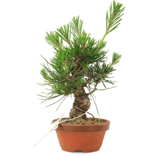 Pinus thunbergii, 16 cm, ± 10 ans