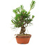 Pinus thunbergii, 16 cm, ± 10 years old