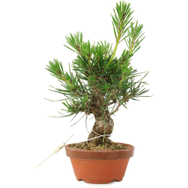 Pinus thunbergii, 16 cm, ± 10 ans