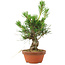 Pinus thunbergii, 16 cm, ± 10 jaar oud