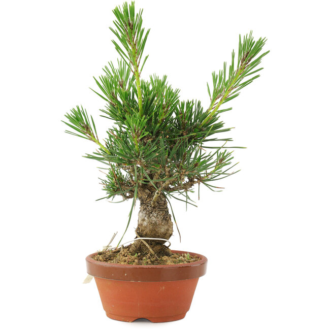 Pinus thunbergii, 16 cm, ± 10 Jahre alt