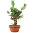 Pinus thunbergii, 16 cm, ± 10 jaar oud