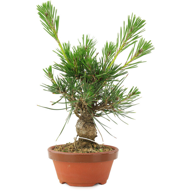 Pinus thunbergii, 16 cm, ± 10 jaar oud