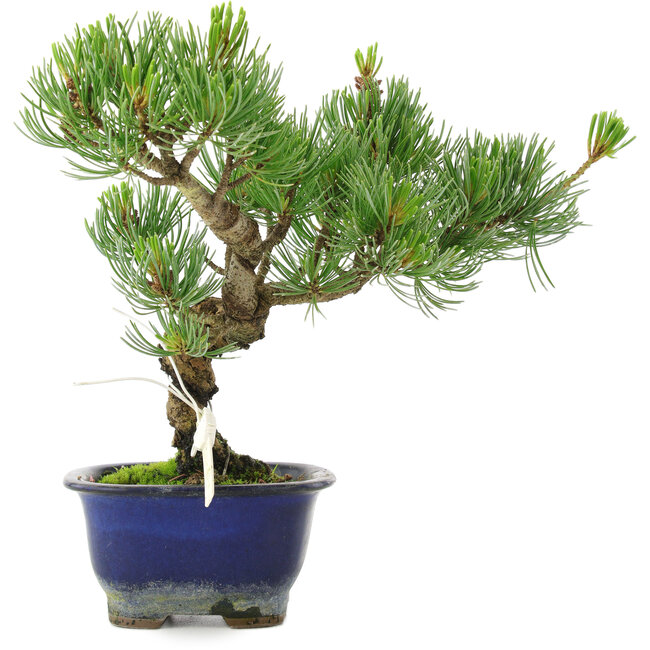 Pinus parviflora, 23 cm, ± 10 anni